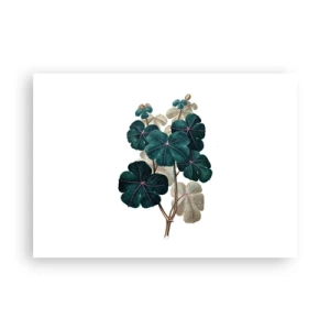 Plakát - Ze starého herbáře - 100x70 cm