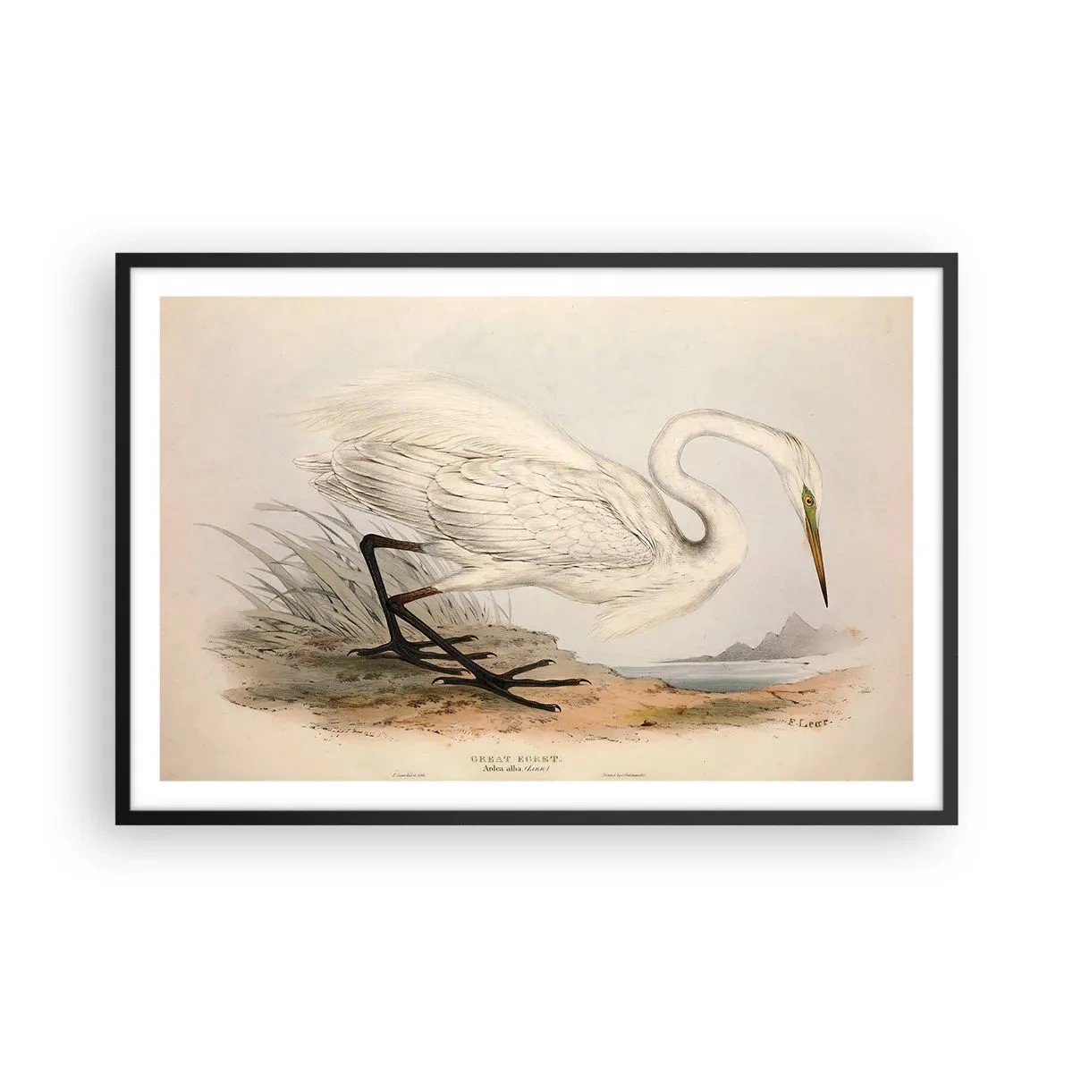 Plakát v černém rámu - Paní rákosin - 91x61 cm