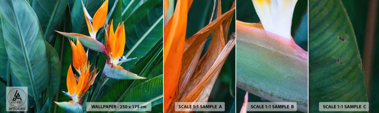 Fototapeta Vzorek Standard Eco - Je to květina, nebo pták? - Královská Strelitzia, Květ, Afrika - 100x30 cm