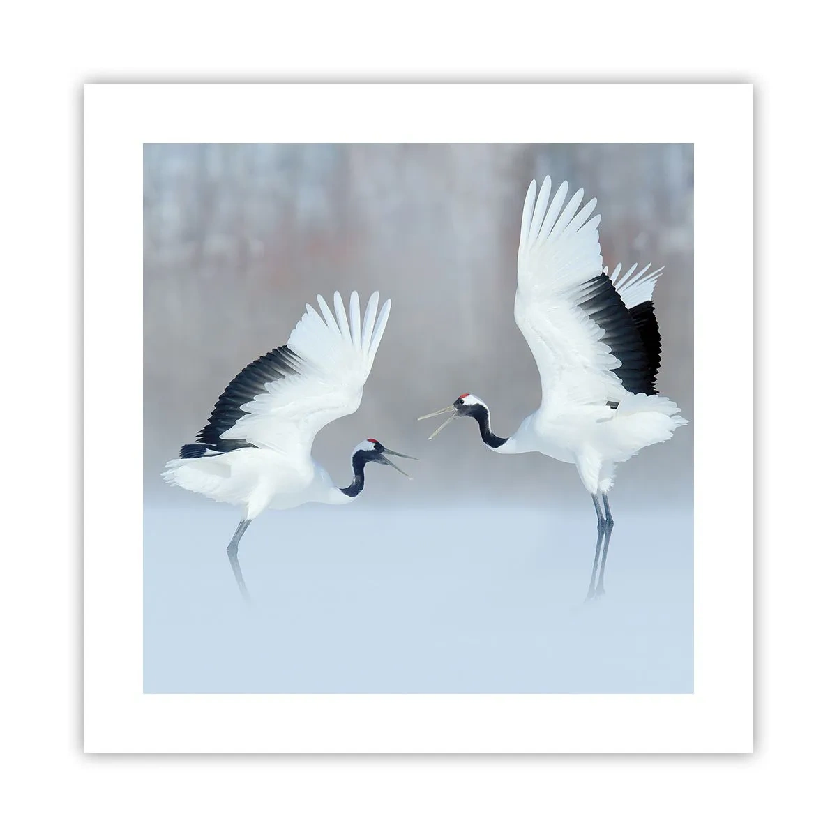 Plakát - Tanec v mlze - 40x40 cm