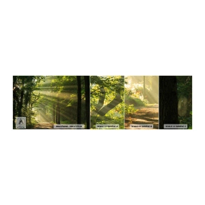 Fototapeta Vzorek Standard Eco - Lesní okamžik - Krajina, Les, Příroda - 100x30 cm