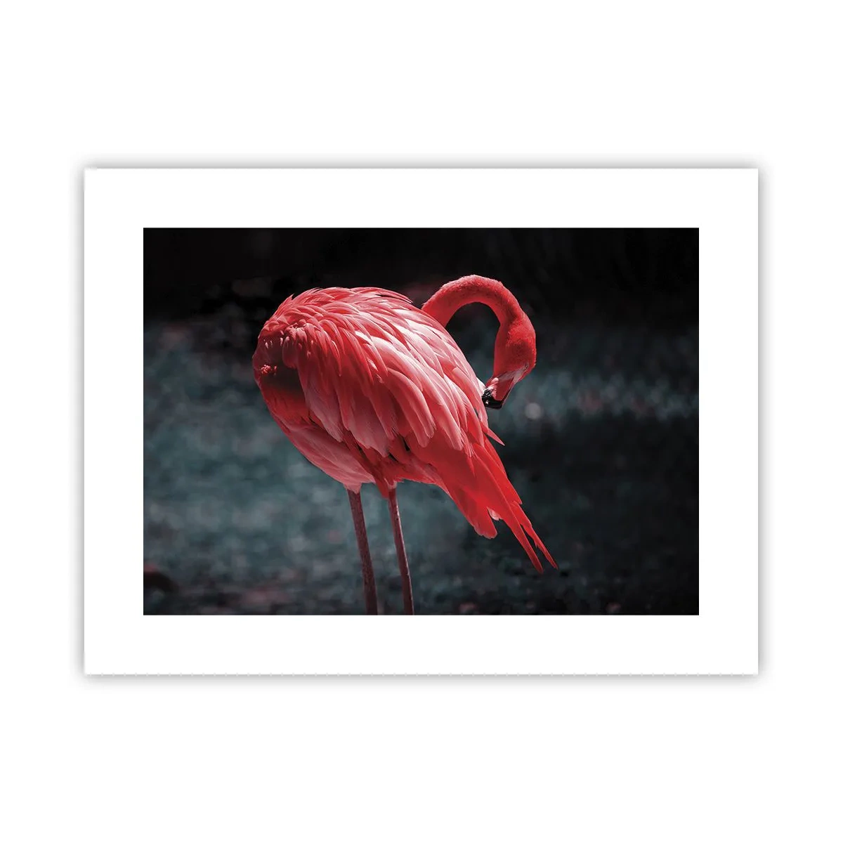 Plakát - Karmínová báseň přírody - 40x30 cm