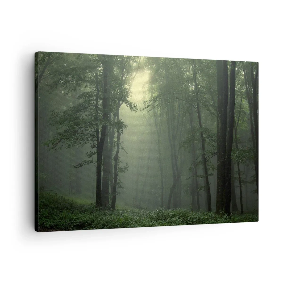 Obraz na plátně - Zelený les ráno zahalený v jemné mlze - 70x50cm - Než se probudí - Moderní nástěnná dekorace do obývacího pokoje a ložnice ARTTOR