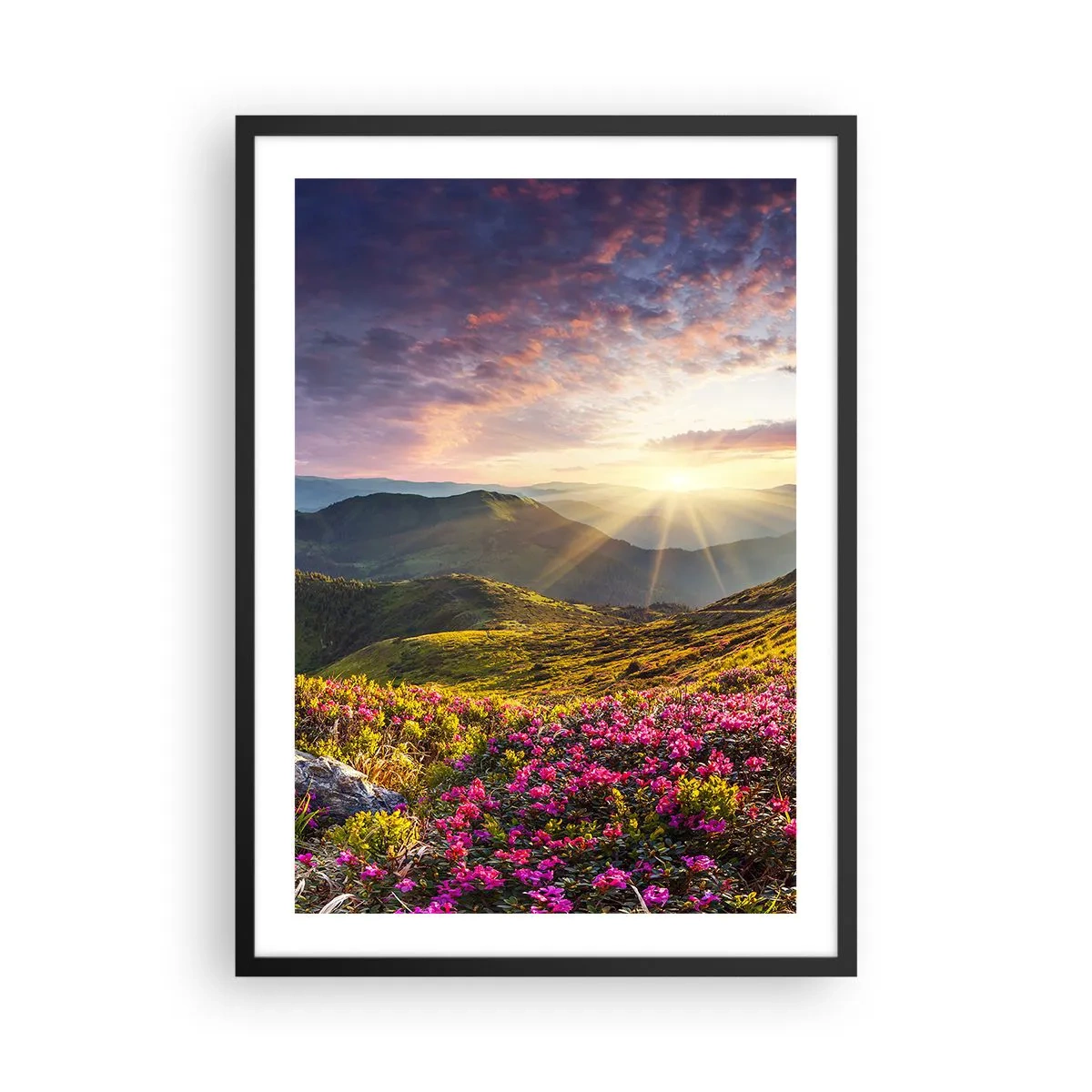 Plakát v černém rámu - Květiny v horách osvětlené paprsky zapadajícího slunce - 50x70cm - Svěžest horského rána - Moderní nástěnná dekorace do obývacího pokoje a ložnice ARTTOR