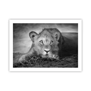 Plakát - Královské štěně - 70x50 cm