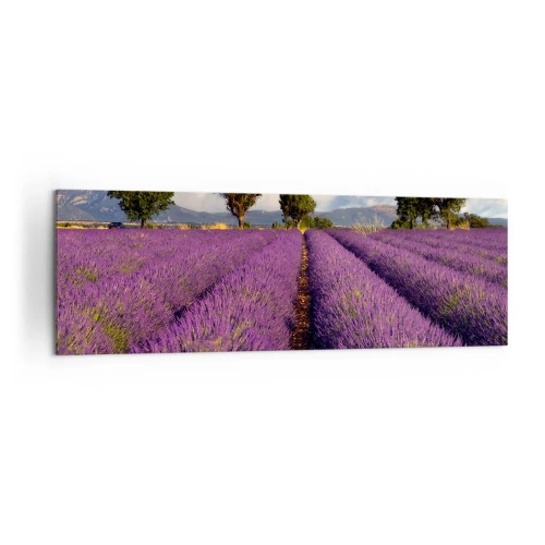 Obraz na plátně - Levandulová pole - 160x50 cm