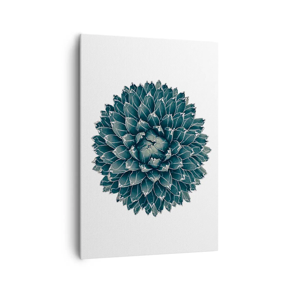 Obraz na plátně - Hvězda pouště - 70x100 cm