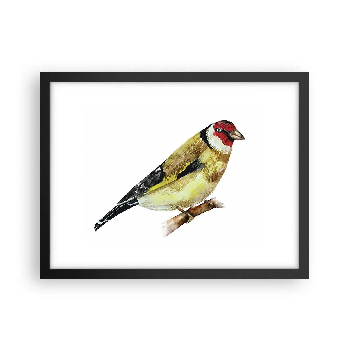 Plakát v černém rámu - Ptáčí portrét - 40x30 cm