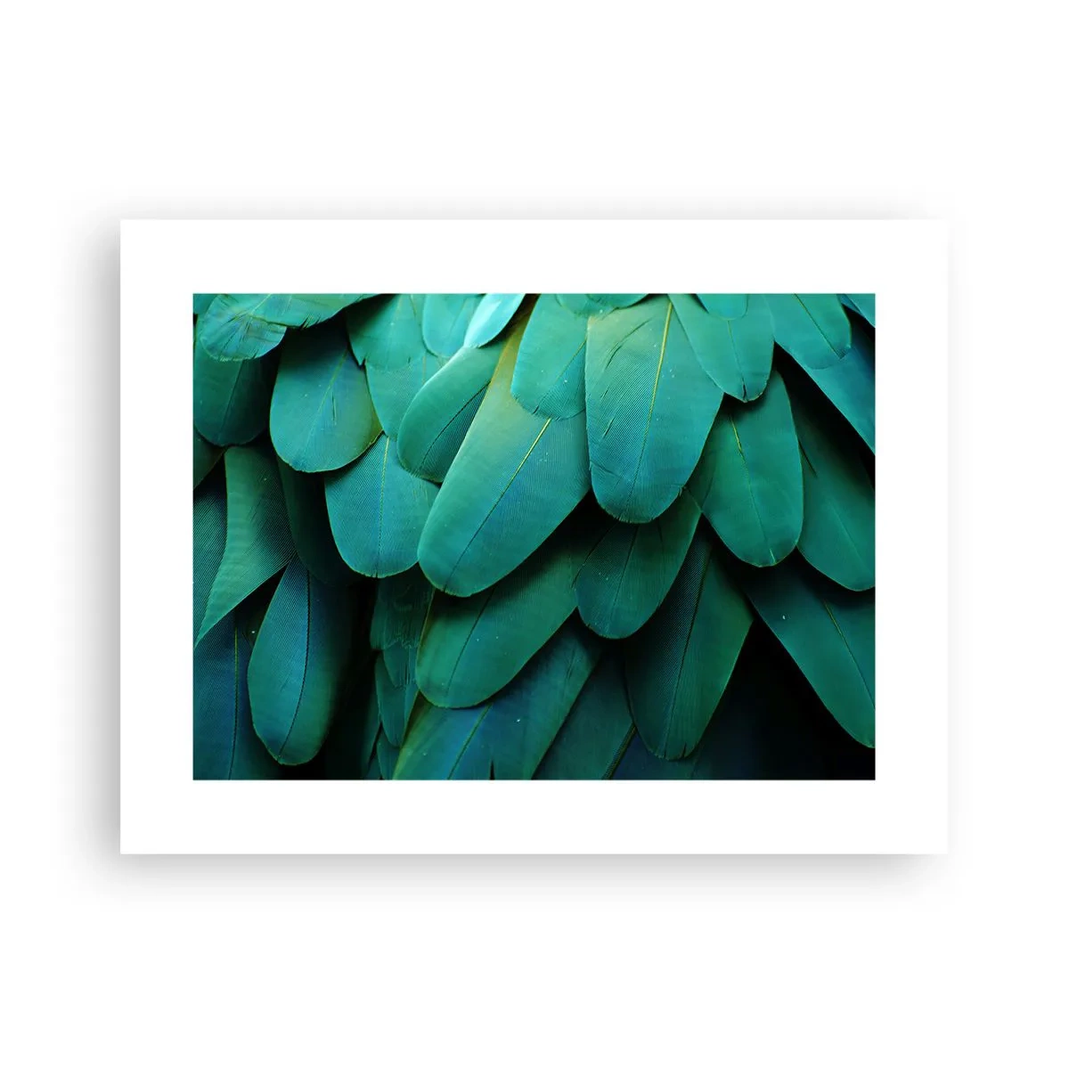 Plakát - Přesnost papouščí povahy - 40x30 cm