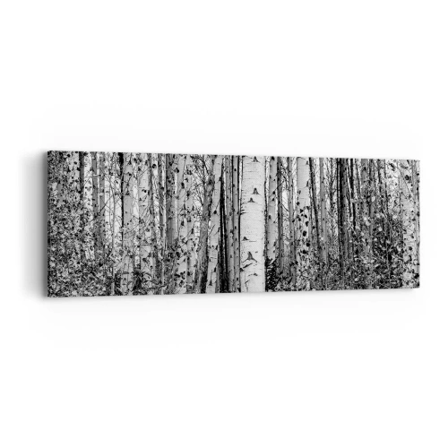 Obraz na plátně - Březová kolonáda - 90x30 cm