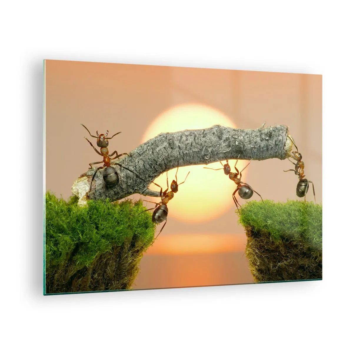 Obraz na skle - Mravenci staví most při západu slunce - 70x50cm - Radostná, společná práce - Moderní nástěnná dekorace do obývacího pokoje a ložnice ARTTOR