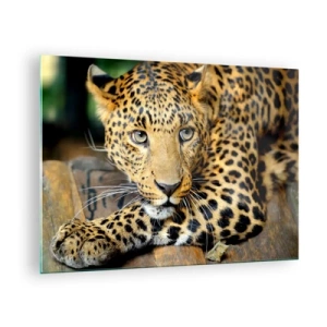 Obraz na skle - Leopard odpočívá na dřevěném povrchu - 70x50cm - Neboj se, přistup - Moderní nástěnná dekorace do obývacího pokoje a ložnice ARTTOR