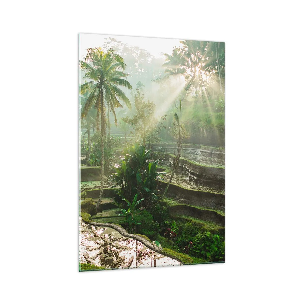 Obraz na skle - Vyrůstát na slunci - 70x100 cm