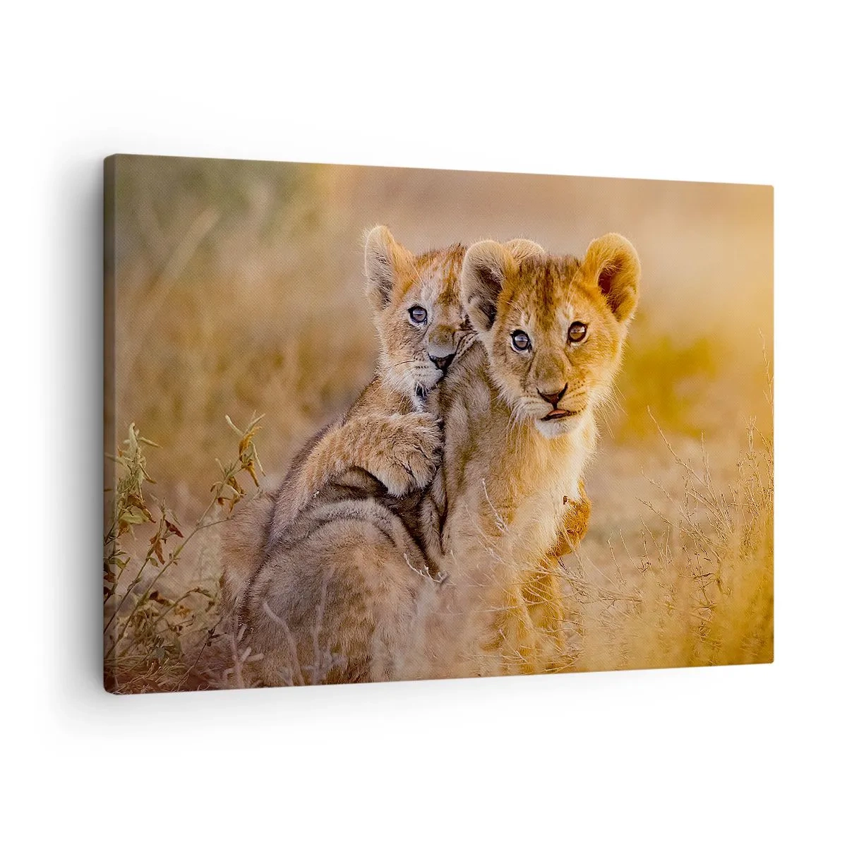 Obraz na plátně - Rozkošná lvíčata v jejich přirozeném prostředí - 70x50cm - Nevyrušovat! Hrajme si - Moderní nástěnná dekorace do obývacího pokoje a ložnice ARTTOR