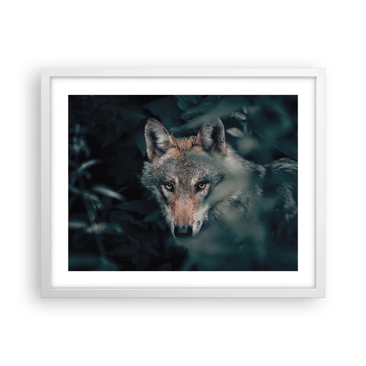 Plakát v bílém rámu - Predátor - 50x40 cm