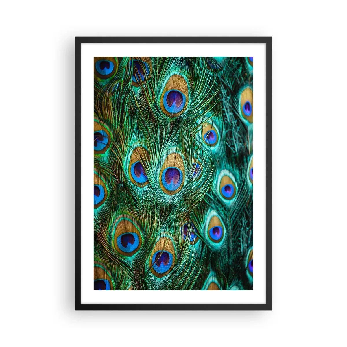 Plakát v černém rámu - Paví peří v intenzivních barvách - 50x70cm - Paví pohled - Moderní nástěnná dekorace do obývacího pokoje a ložnice ARTTOR