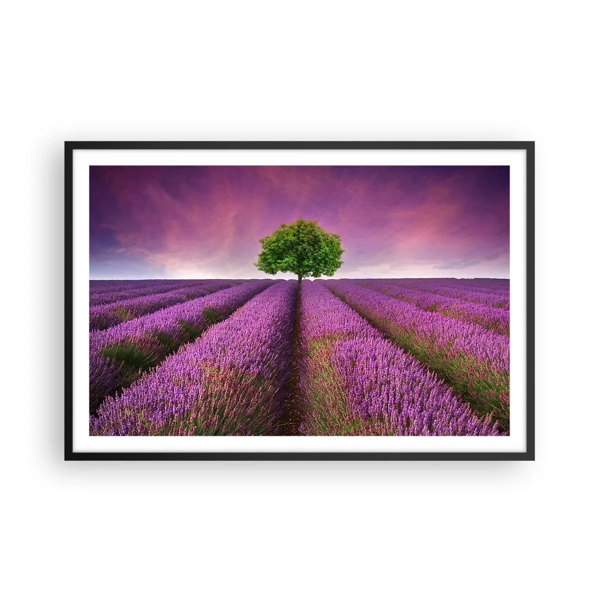 Plakát v černém rámu - Na levandulových polích - 91x61 cm
