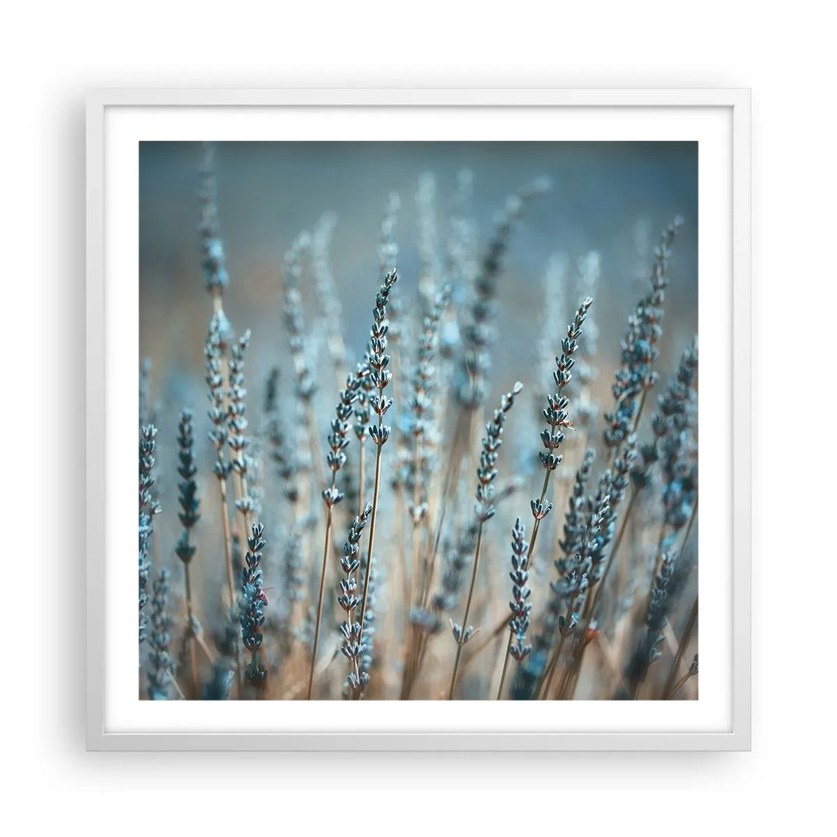 Plakát v bílém rámu - Voňavý lán - 60x60 cm