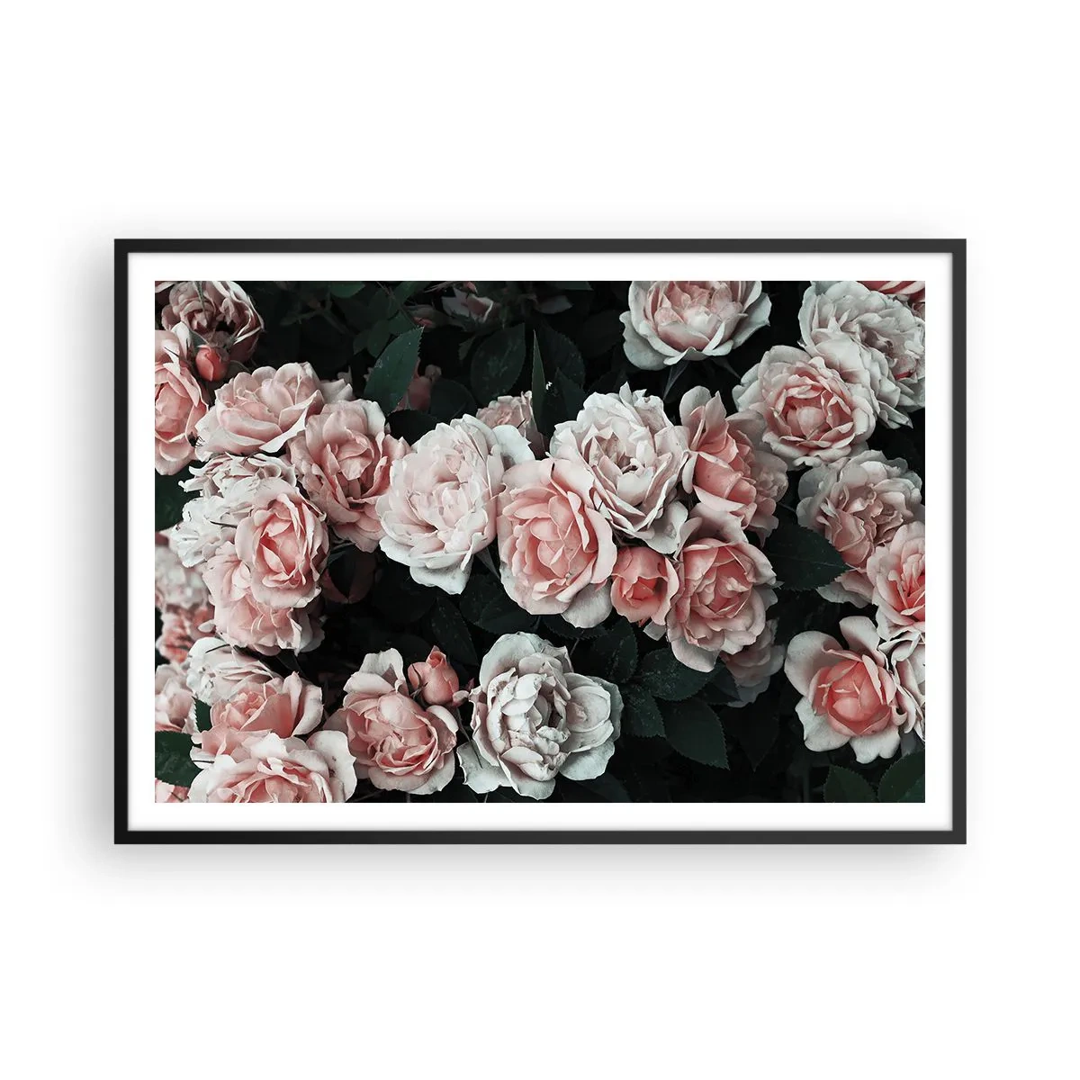 Plakát v černém rámu - Růžový ansámbl - 100x70 cm