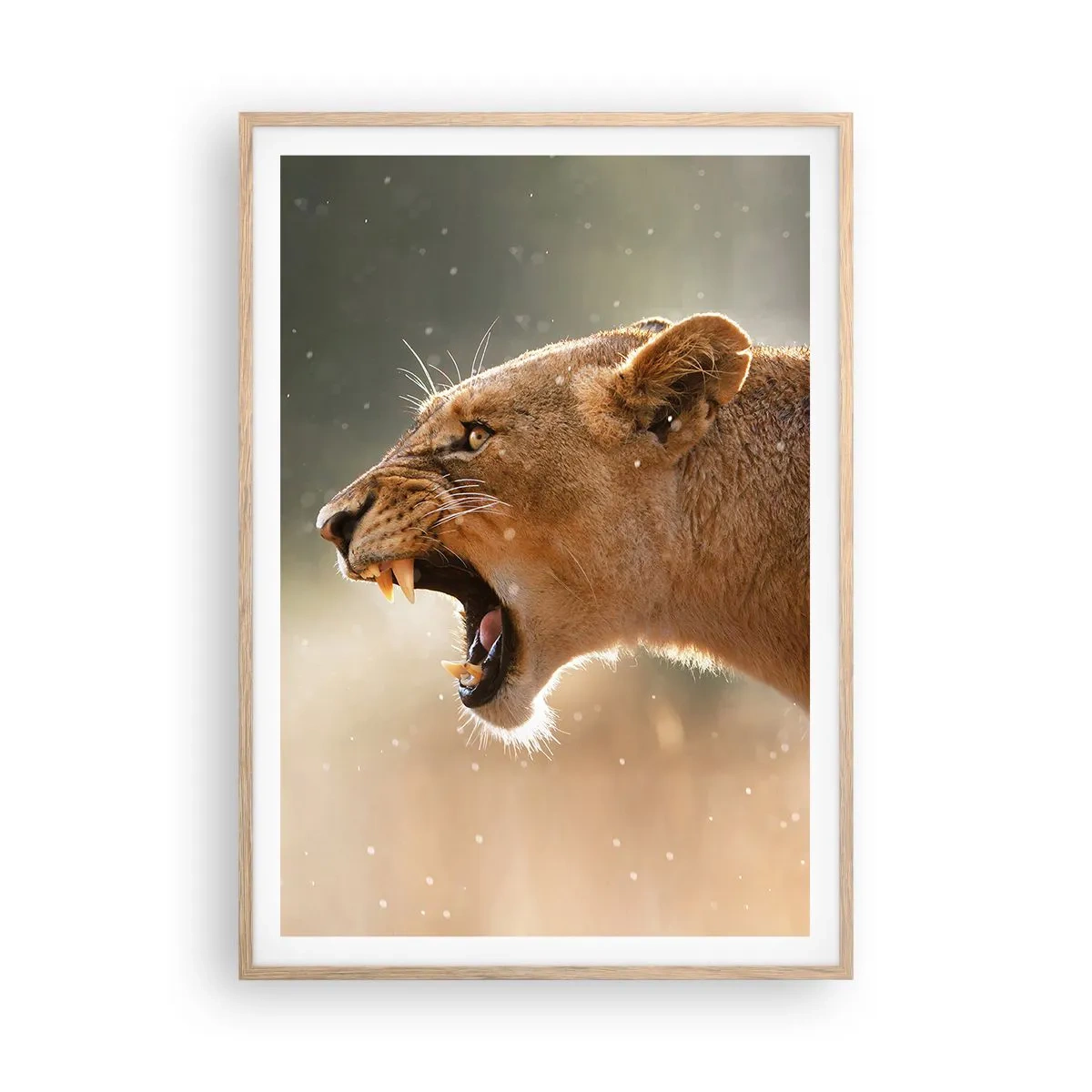 Plakát v rámu světlý dub - Snaž se neposlouchat - 70x100 cm