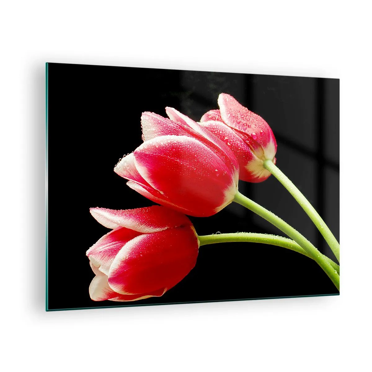 Obraz na skle - Červené tulipány s kapkami rosy na černém pozadí - 70x50cm - Slib čisté lásky - Moderní nástěnná dekorace do obývacího pokoje a ložnice ARTTOR