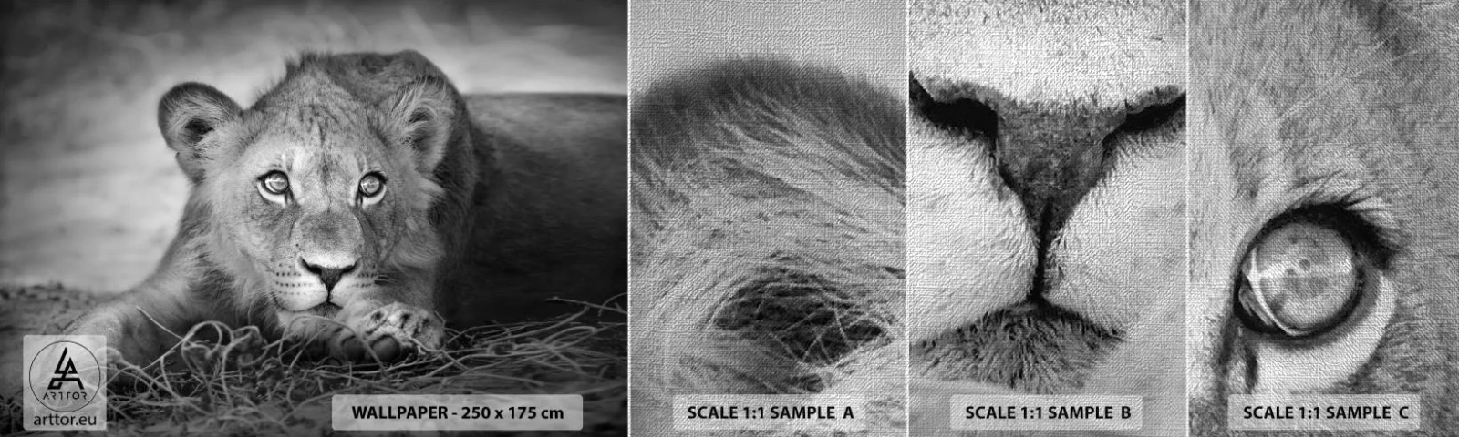 Vzor Fototapety Premium Canvas - Královské štěně - Zvířata, Lev, Černý a bílý - 100x30 cm