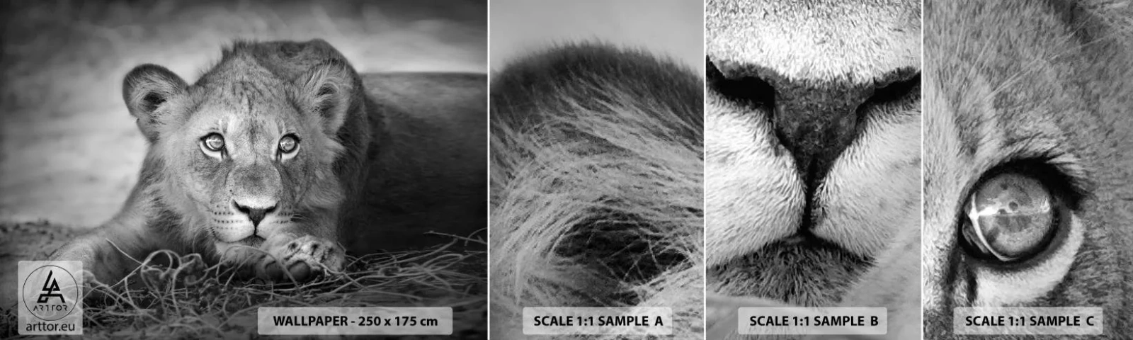 Vzor Fototapety Samolepicí Deluxe Sticker - Královské štěně - Zvířata, Lev, Černý a bílý - 100x30 cm