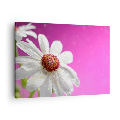 Obraz na plátně - Bílá sedmikráska pokrytá kapkami vody na růžovém pozadí - 70x50cm - Skromný ve své kráse - Moderní nástěnná dekorace do obývacího pokoje a ložnice ARTTOR
