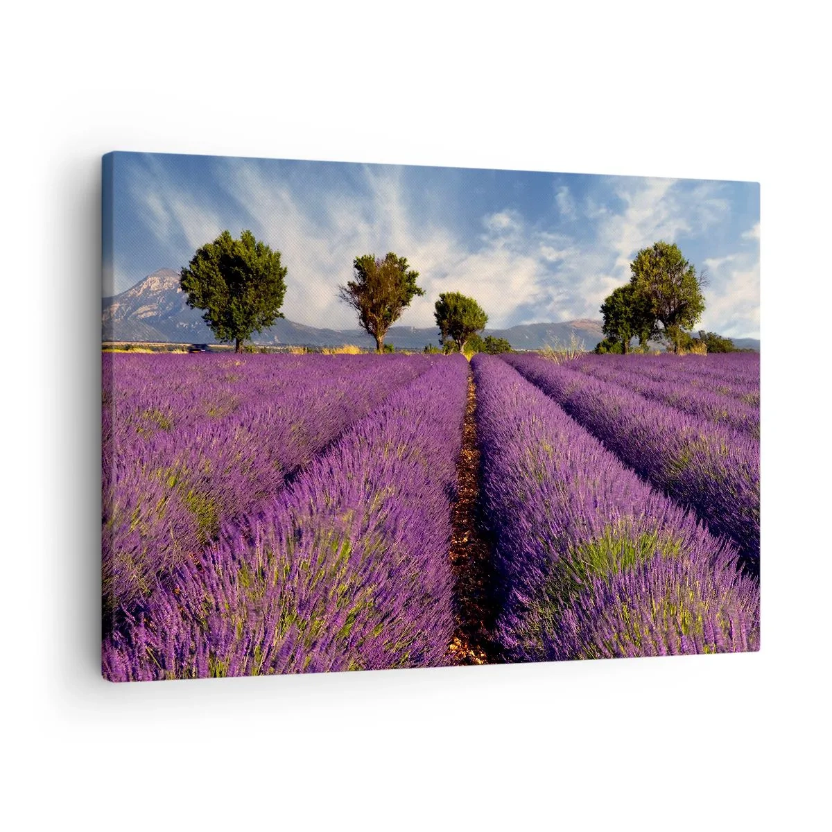 Obraz na plátně - Levandulové pole se stromy na pozadí hor a oblohy - 70x50cm - Levandulová pole - Moderní nástěnná dekorace do obývacího pokoje a ložnice ARTTOR