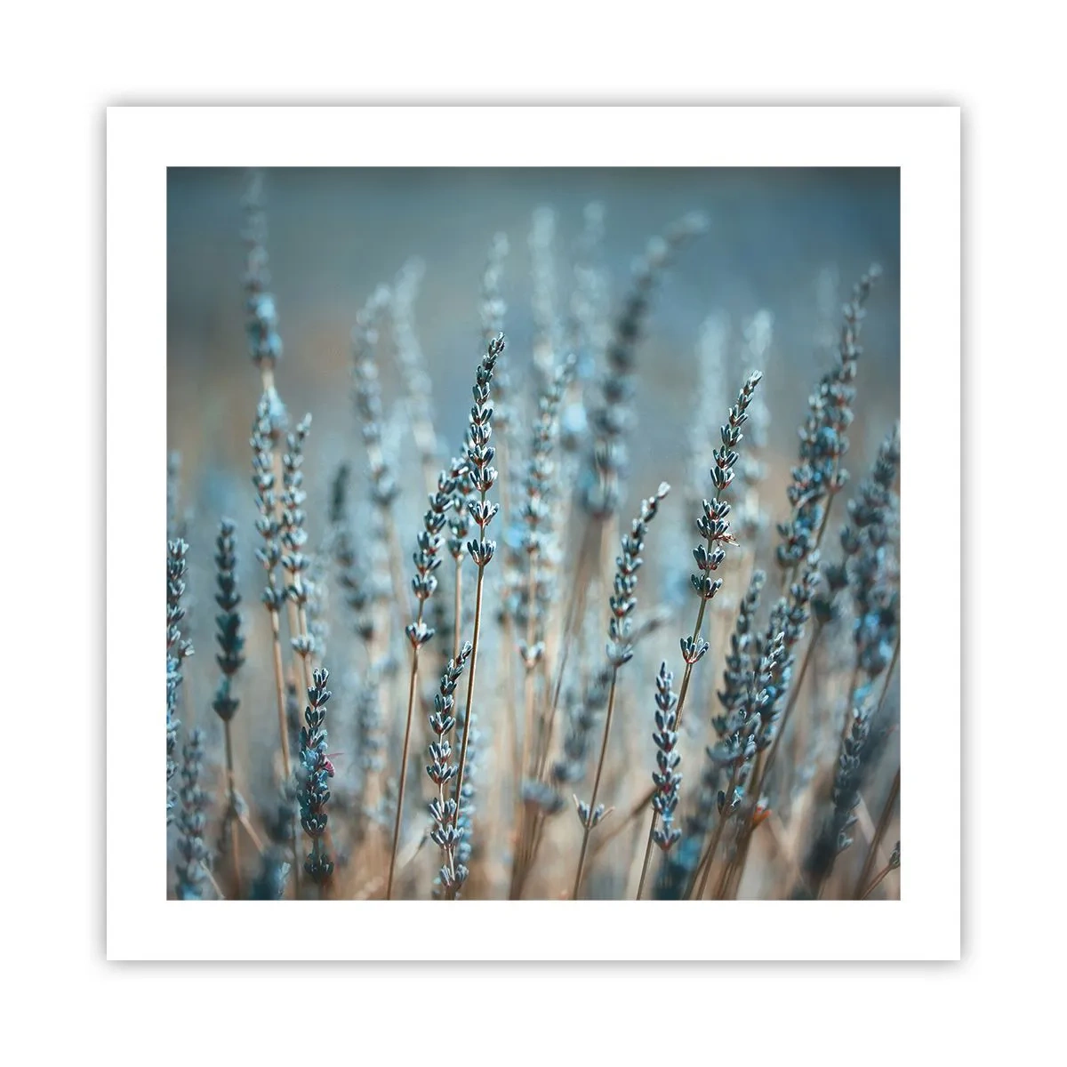 Plakát - Voňavý lán - 50x50 cm