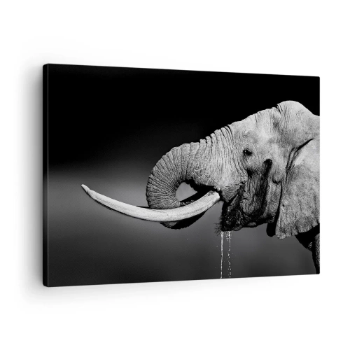 Obraz na plátně - Černobílý portrét slona v profilu - 70x50cm - Ano, teď je to dobré - Moderní nástěnná dekorace do obývacího pokoje a ložnice ARTTOR