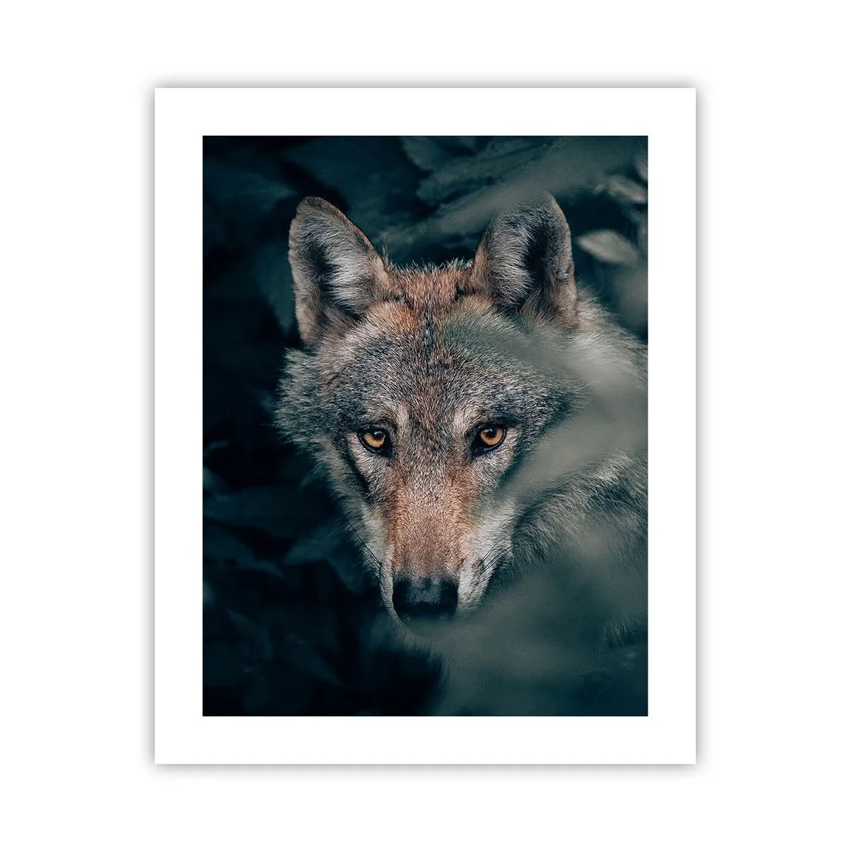 Plakát - Predátor - 40x50 cm