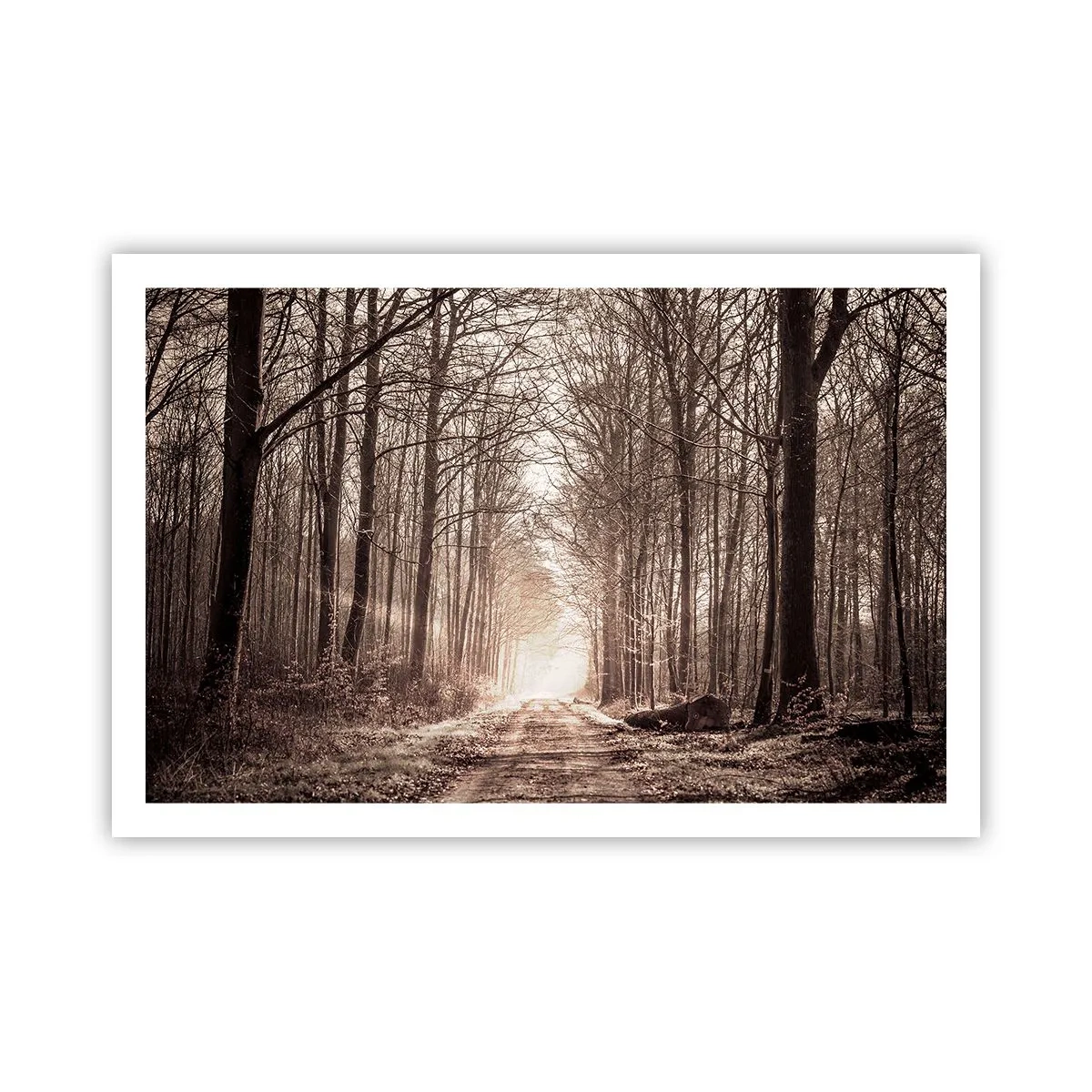 Plakát - Lesní katedrála - 91x61 cm