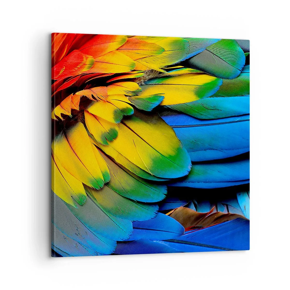 Obraz na plátně - Nebeský pták - 60x60 cm