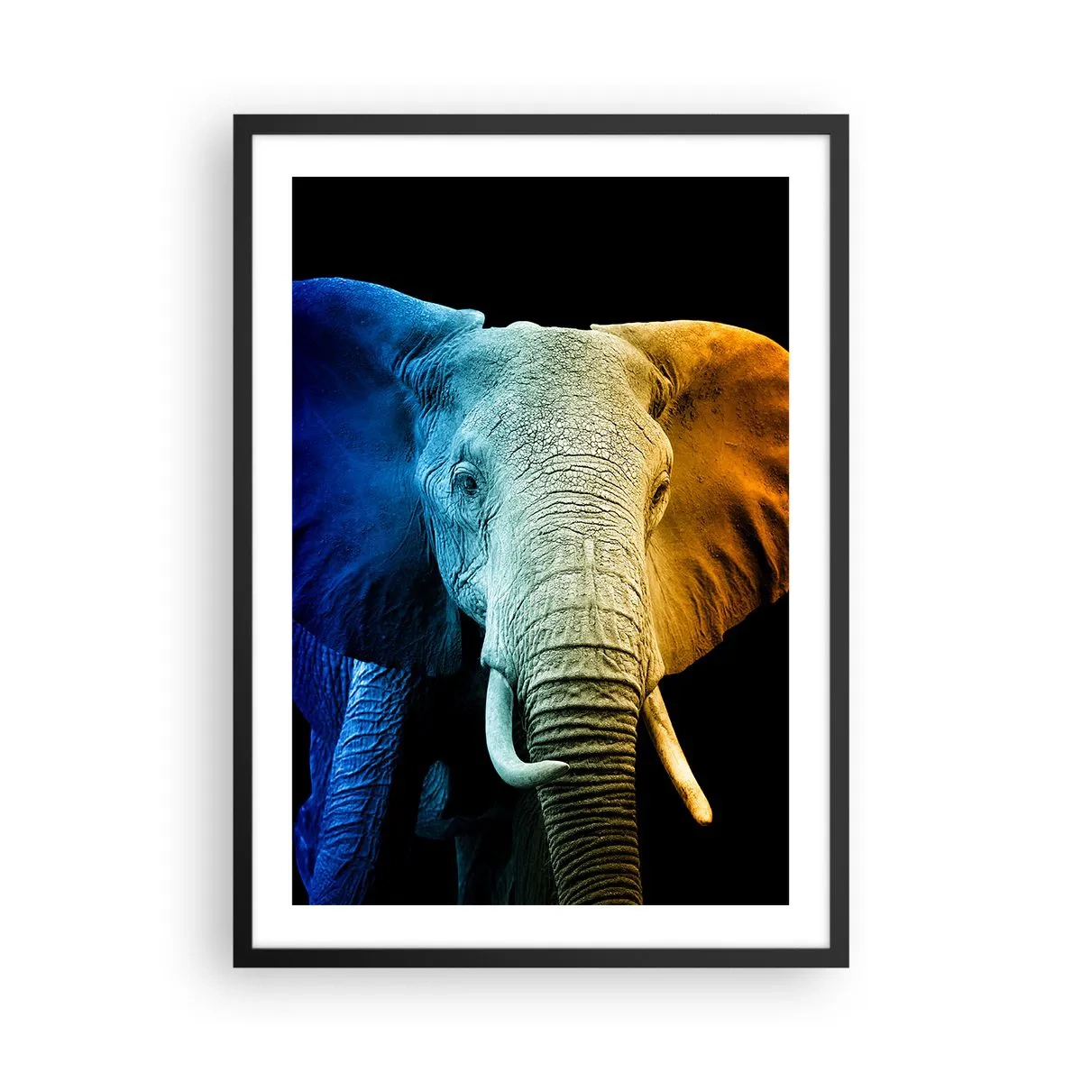 Plakát v černém rámu - Barevný obrázek slona na černém pozadí - 50x70cm - Výstřední muž, ale ne podivín - Moderní nástěnná dekorace do obývacího pokoje a ložnice ARTTOR