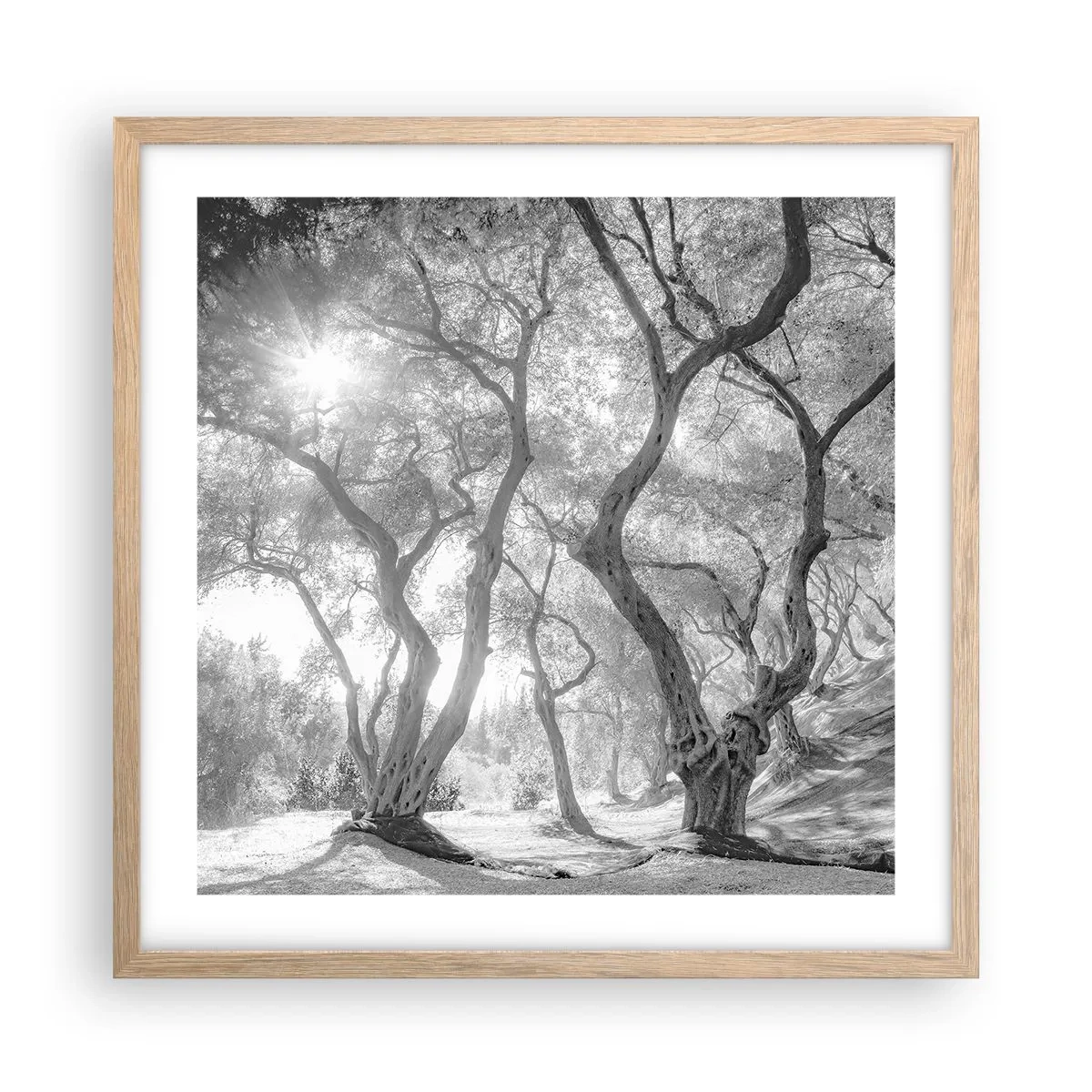 Plakát v rámu světlý dub - V olivovém háji - 50x50 cm