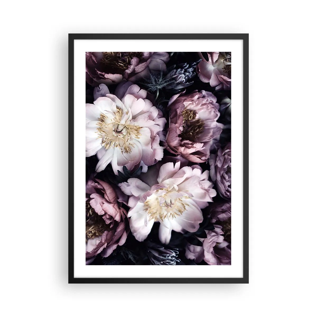 Plakát v černém rámu - Jemné květy pivoňky v tlumených barvách - 50x70cm - Kytice ve starém stylu - Moderní nástěnná dekorace do obývacího pokoje a ložnice ARTTOR