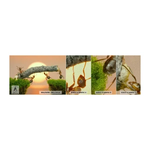 Vzor Fototapety Premium Sand - Radostná, společná práce - Příroda, Mravenci, Západ slunce - 100x30 cm