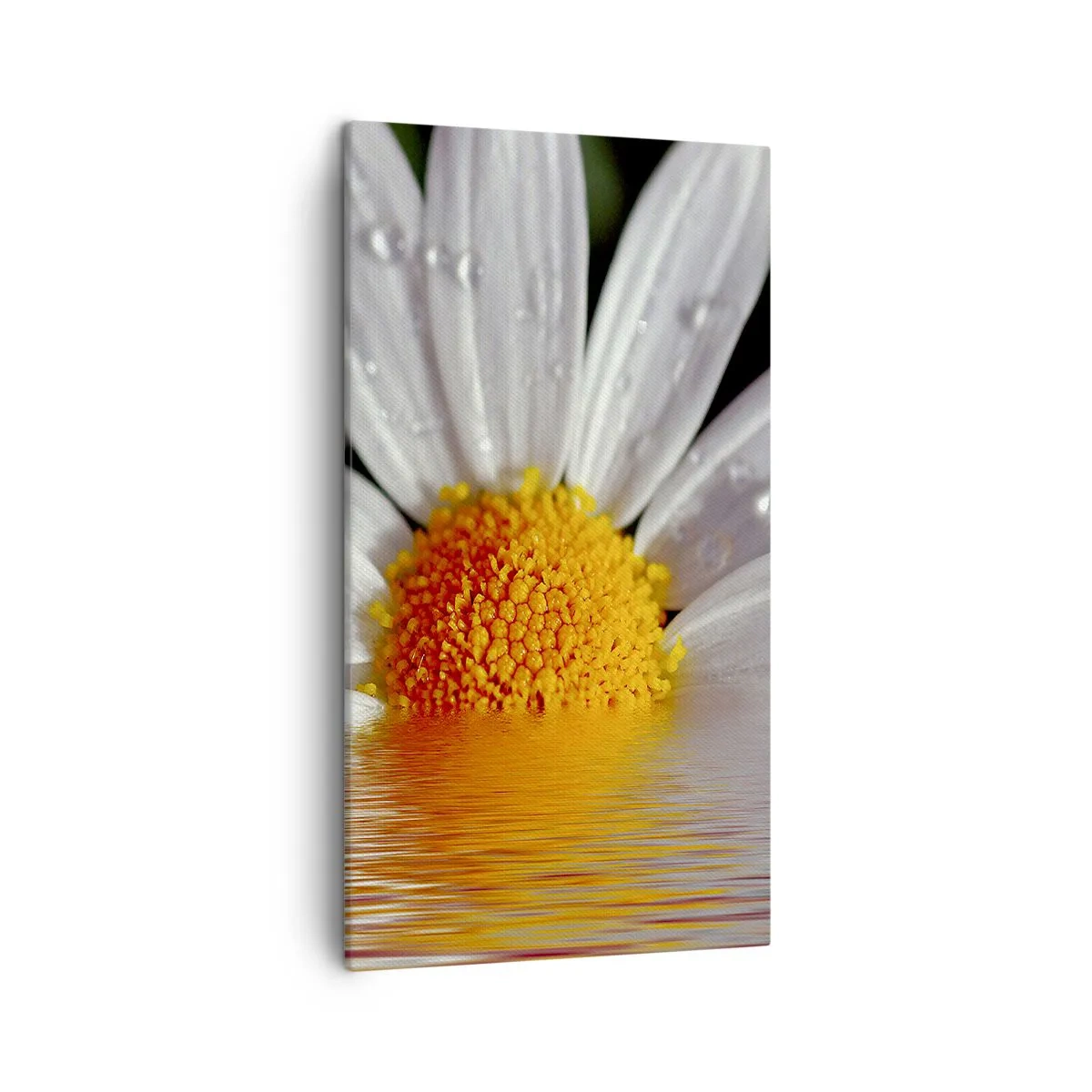 Obraz na plátně - Vycházející slunce sedmikrásky - 45x80 cm