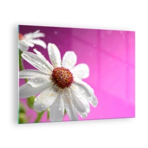Obraz na skle - Makrofotografie bílého květu s kapkami rosy na růžovém pozadí - 70x50cm - Skromný ve své kráse - Moderní nástěnná dekorace do obývacího pokoje a ložnice ARTTOR