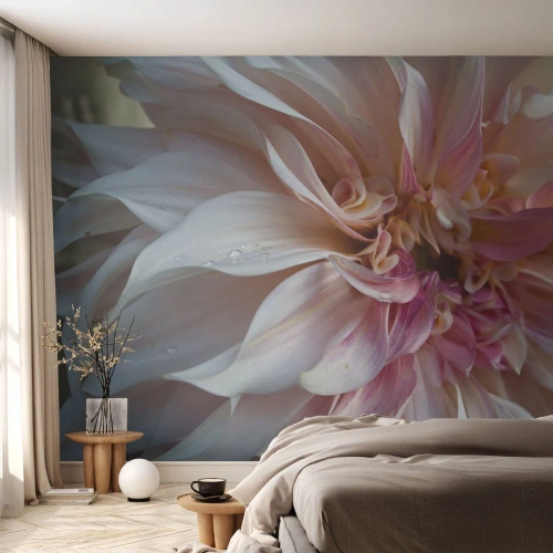 Fototapeta Standard Eco - Kvetoucí svěžest - Květ, Jiřina, Rostlina - 350x256 cm