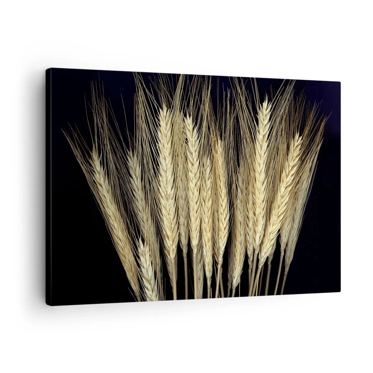Obraz na plátně - Klasy pšenice na černém pozadí v rustikálním stylu - 70x50cm - Rustikální magie - Moderní nástěnná dekorace do obývacího pokoje a ložnice ARTTOR