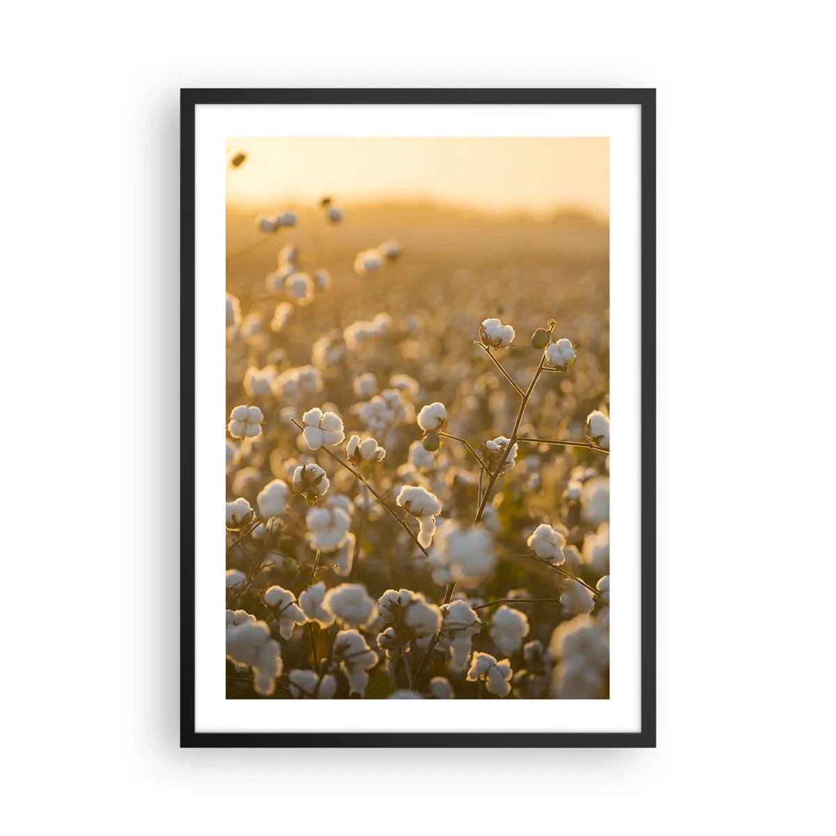Plakát v černém rámu - Bavlníkové pole v teplém světle zapadajícího slunce - 50x70cm - Chlupaté pole - Moderní nástěnná dekorace do obývacího pokoje a ložnice ARTTOR