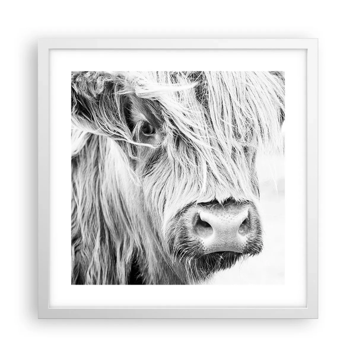 Plakát v bílém rámu - Skotská divokost - 40x40 cm