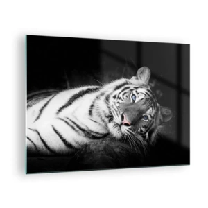 Obraz na skle - Bílý tygr s modrýma očima v černobílém prostředí - 70x50cm - Divočina a klid - Moderní nástěnná dekorace do obývacího pokoje a ložnice ARTTOR
