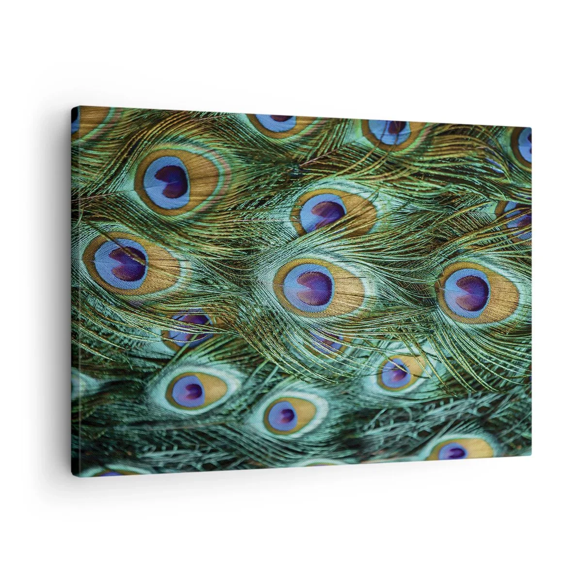 Obraz na plátně - Detaily pavích per v sytých barvách - 70x50cm - Paví pohled - Moderní nástěnná dekorace do obývacího pokoje a ložnice ARTTOR