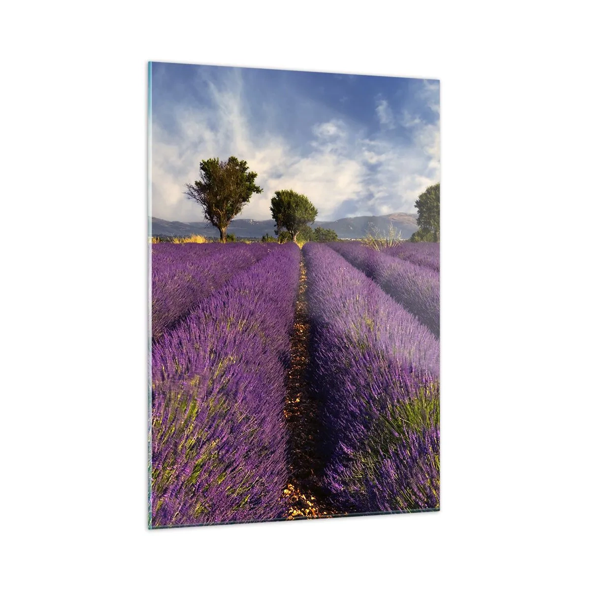Obraz na skle - Levandulová pole - 50x70 cm