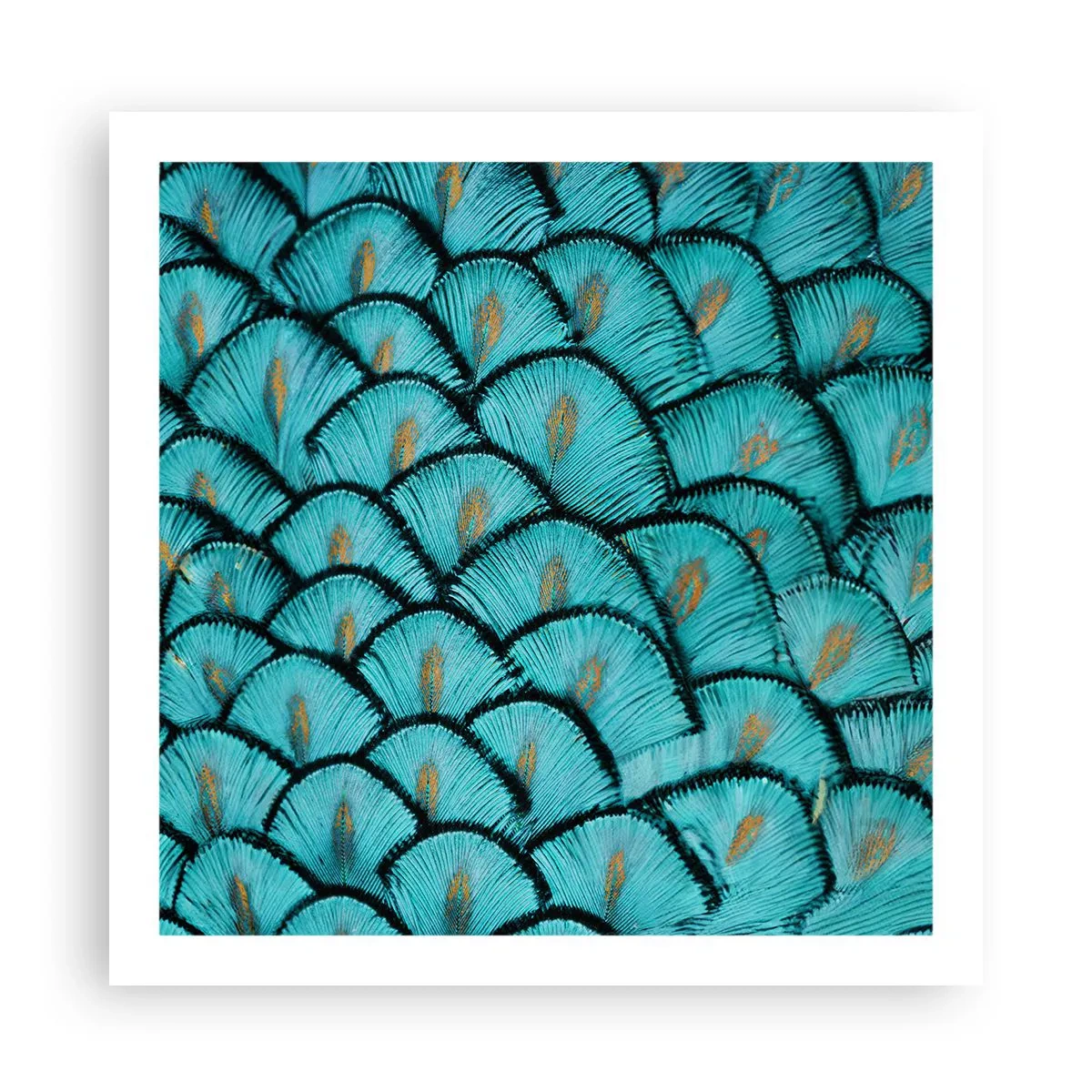 Plakát - Velká slavnost peří - 60x60 cm