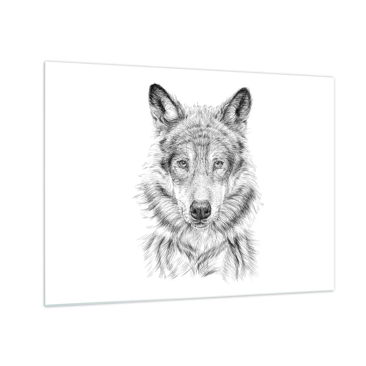 Obraz na skle - Černobílá skica vlčí hlavy na bílém pozadí - 70x50cm - Rozený vůdce - Moderní nástěnná dekorace do obývacího pokoje a ložnice ARTTOR