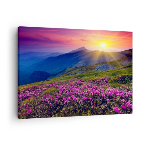 Obraz na plátně - Kvetoucí louka s výhledem na hory při západu slunce - 70x50cm - …A kolem voní kosodřevina a voní byliny - Moderní nástěnná dekorace do obývacího pokoje a ložnice ARTTOR